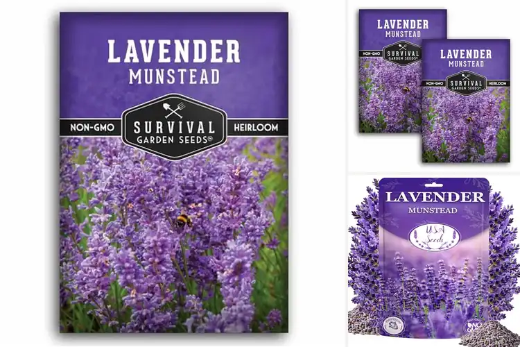 Detailed view of Best Compact Dwarf Lavender Seeds: Grow Your Fragrant Garden