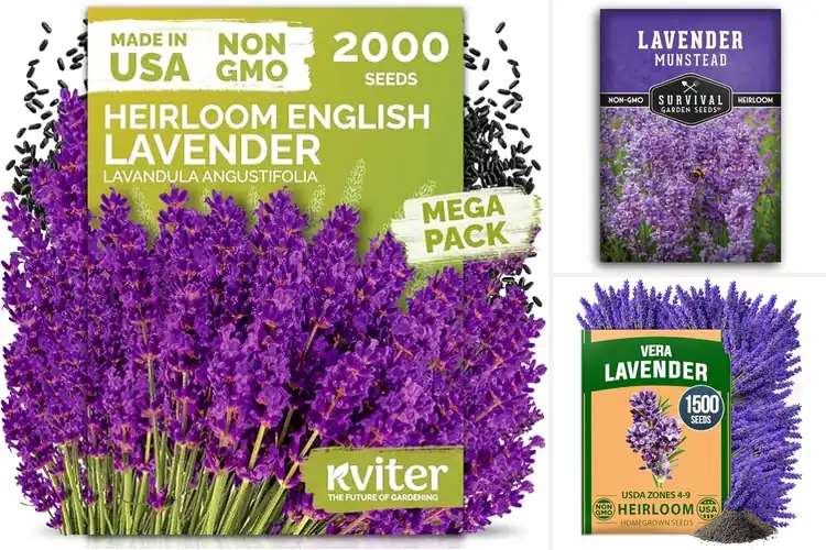 Detailed view of Best Hardy Perennial Lavender Seeds