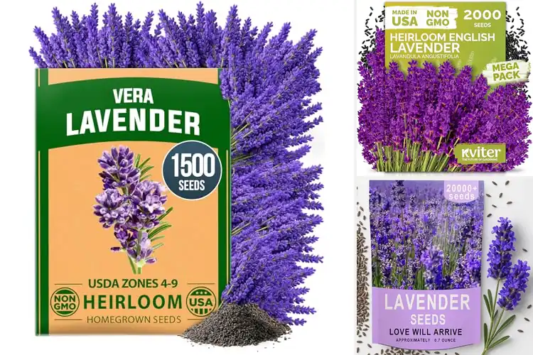 Detailed view of Best Non-GMO Lavender Seeds