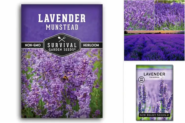 Detailed view of Best Pollinator Lavender Seeds